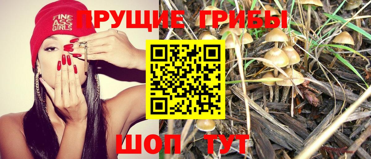 Псилоцибиновые грибы Cubensis Нурлат